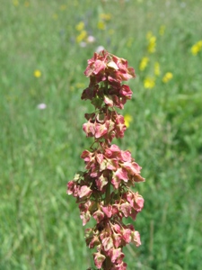 Rumex paucifolius